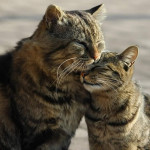 Why I Hate My Cats. And Why I Love Them.